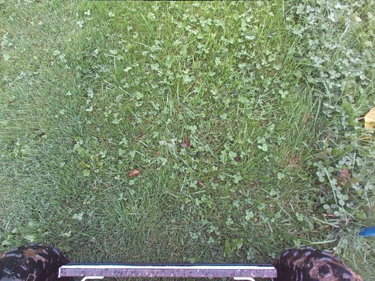 Image RGB du couvert végétal acquise par le robot