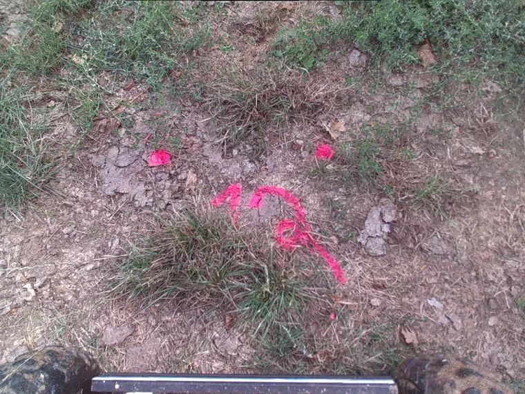 Vue de la caméra du robot sur un quadrat opportuniste en prairie : le numéro 12 et les coins sont peints en rose à même le sol, entre touffes d'herbe et terre nue craquelée.